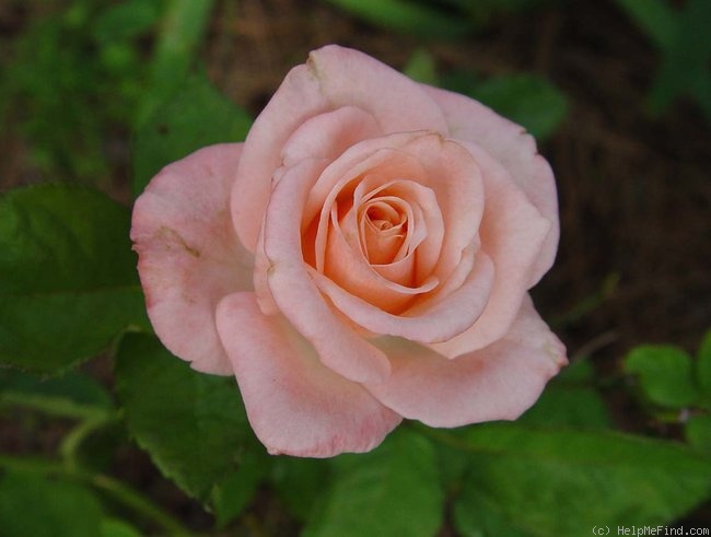 'Desiree (Shrub, Clements, 2004)' rose photo
