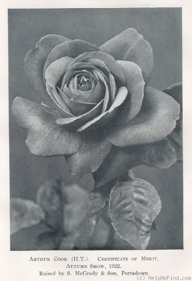 'Arthur Cook' rose photo