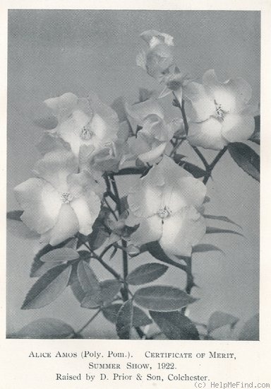 'Alice Amos' rose photo