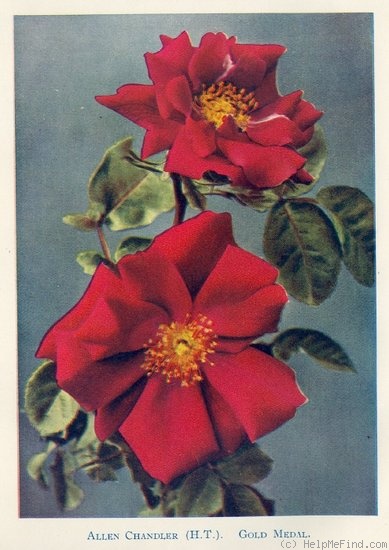 'Allen Chandler (Large Flowered Climber, Chandler, 1923)' rose photo