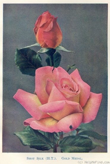 'Shot Silk' rose photo