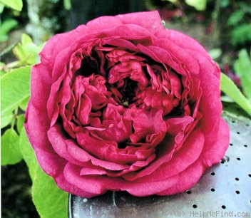 'Adrien Hamar' rose photo