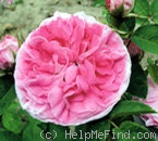 'Anne-Marie Lefloch' rose photo