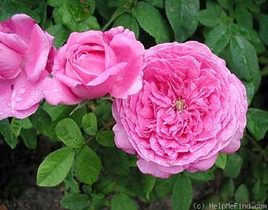 'Clément Janequin' rose, click to enlarge 'Clément Janequin' rose photo