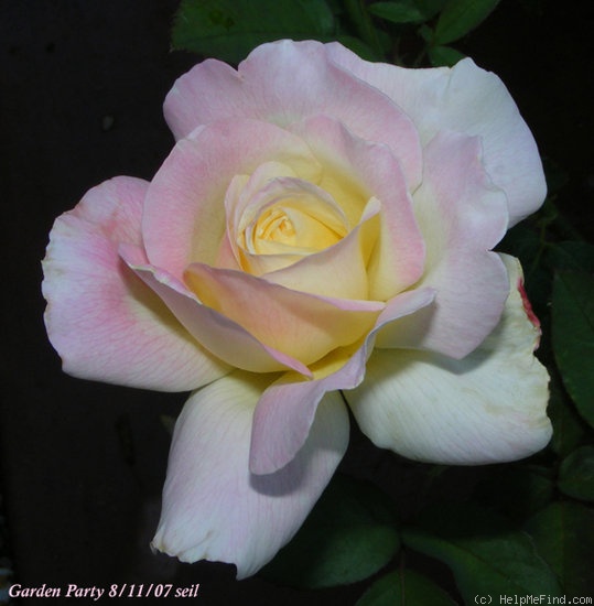 'Garden Party (hybrid tea, Swim, 1959)' rose photo