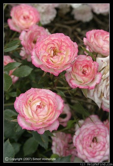 'Magic Carrousel' rose photo