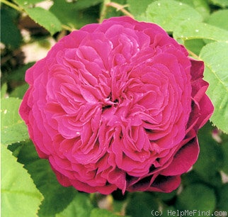 'Emma la Rouge' rose photo