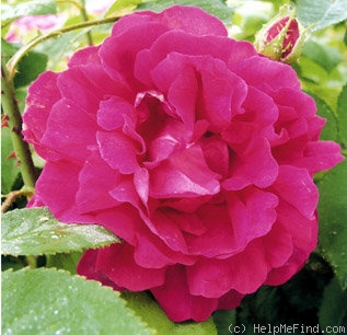 'Isabelle d'Este' rose, click to enlarge 'Isabelle d'Este' rose photo