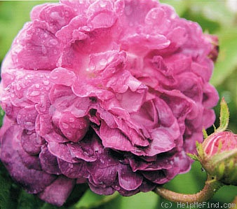 'Louis Vibert de Montsecret' rose photo