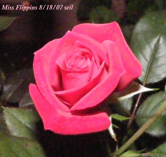 'Miss Flippins ™' rose photo