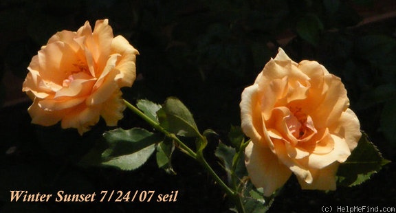 'Winter Sunset (Shrub, Buck, 1992)' rose photo