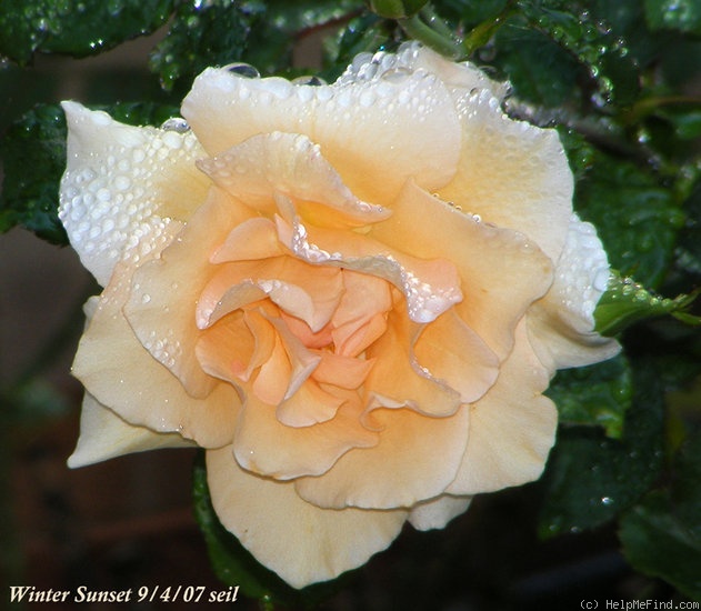 'Winter Sunset (Shrub, Buck, 1992)' rose photo