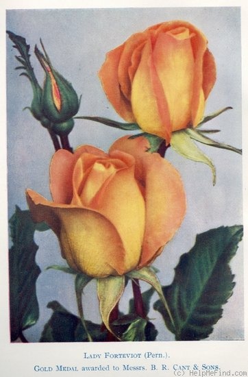 'Lady Forteviot' rose photo