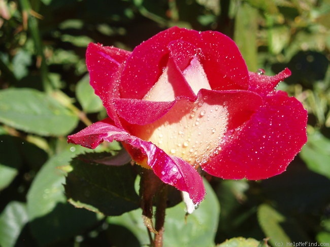 'Fiona's Wish' rose photo
