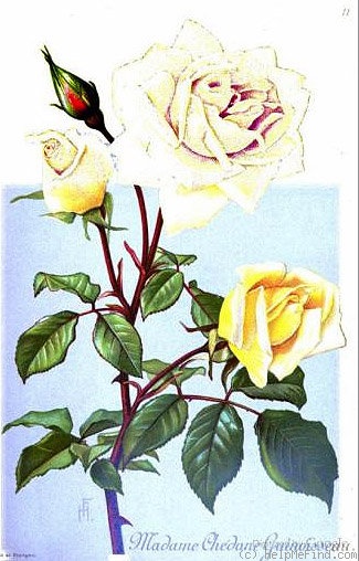 'Madame Chédane-Guinoisseau' rose photo