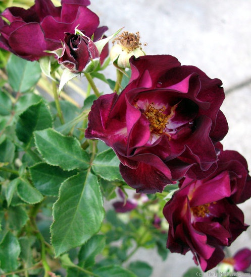 'Route 66' rose photo