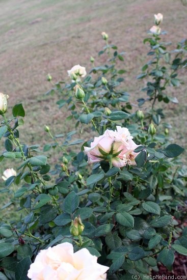 'Marilyn Monroe ™ (Hybrid Tea, Carruth, 2001)' rose photo