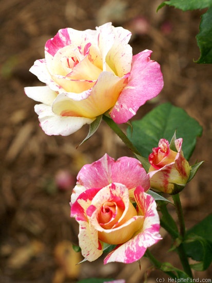 'Cabana ™ (hybrid tea, Zary, 2000)' rose, click to enlarge 'Cabana ™ (hybrid tea, Zary, 2000)' rose photo