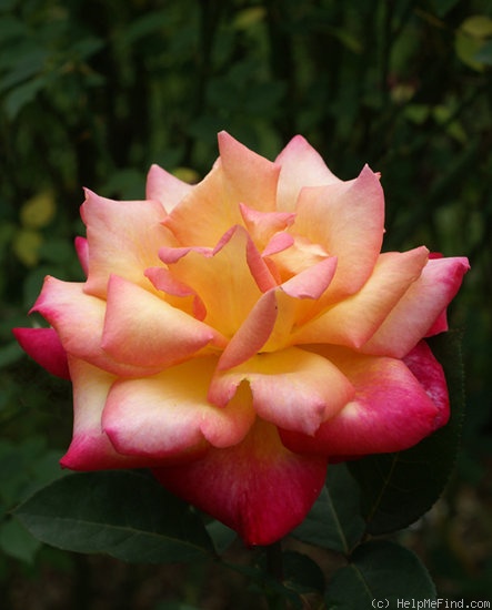 'Classic Beauty ™' rose photo