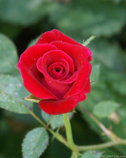 'Caliente ™ (miniature, Benardella, 2004)' rose, click to enlarge 'Caliente ™ (miniature, Benardella, 2004)' rose photo