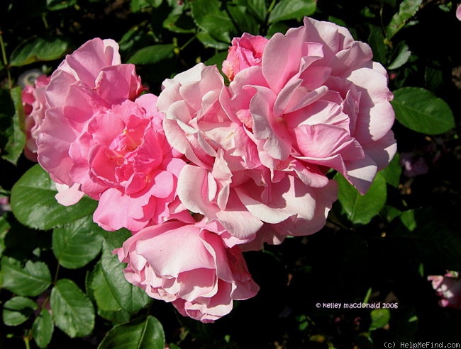 'Pink Lafayette' rose photo