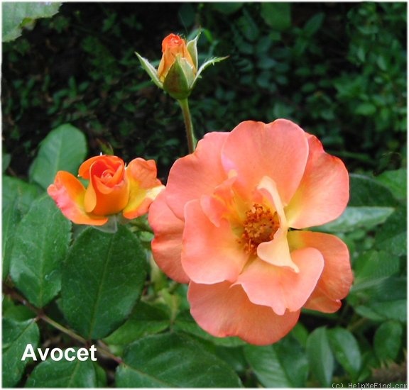 'Avocet' rose photo