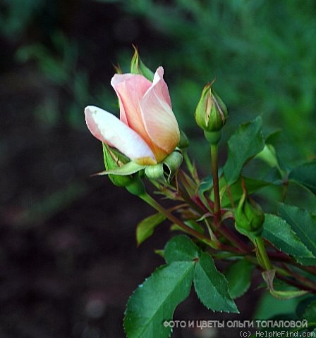 'Zambra 93' rose photo