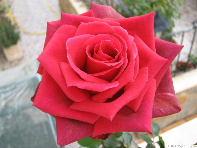 'Velvet Fragrance (Hybrid Tea, Fryer before 1985)' rose photo