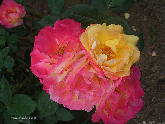 'Firlefanz' rose photo