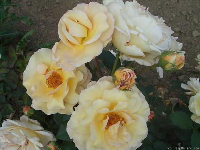 'Amberlight (floribunda, LeGrice, 1961)' rose photo