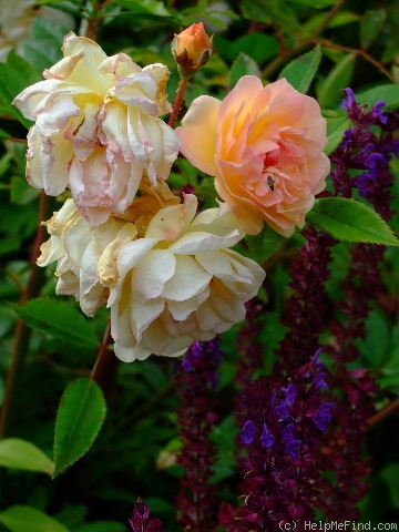 'Ghislaine de Féligonde' rose photo