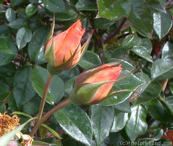 'Bridge of Sighs (Large Flowered Climber, Harkness, 2000)' rose photo