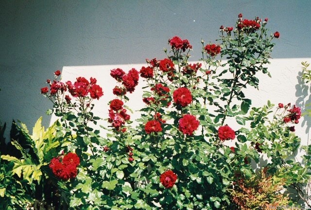 'City of San Francisco ™' rose photo