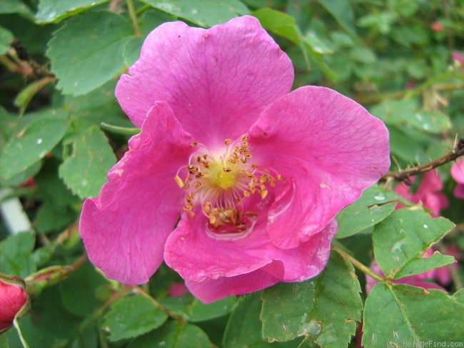 'Kinistino' rose photo