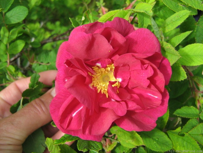 'Caroyal' rose photo