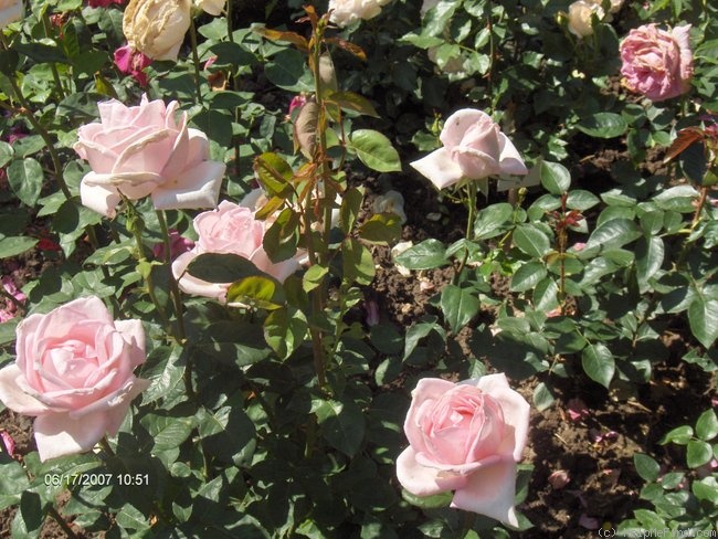 'Donna Marella Agnelli ®' rose photo