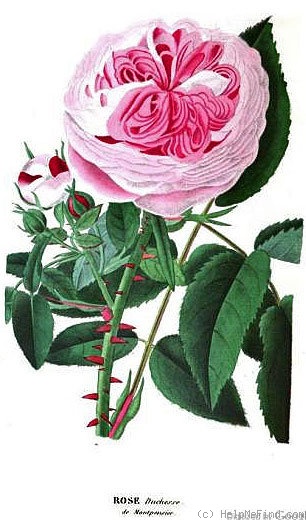 'Duchesse de Montpensier' rose photo