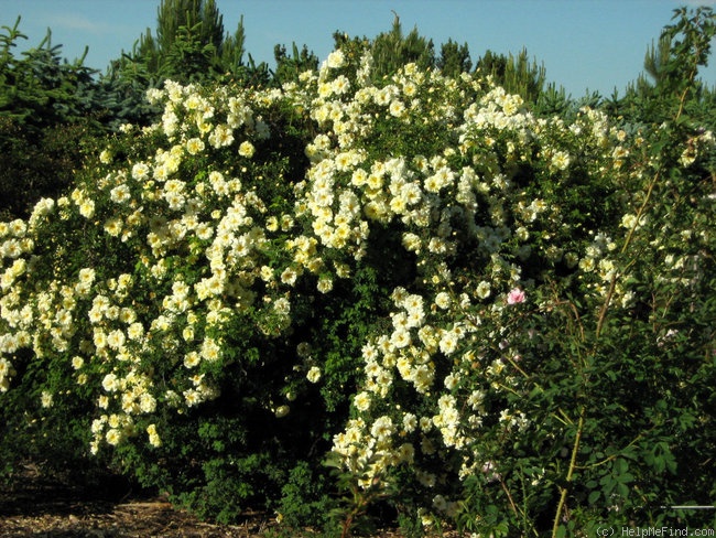 'Kilwinning' rose photo