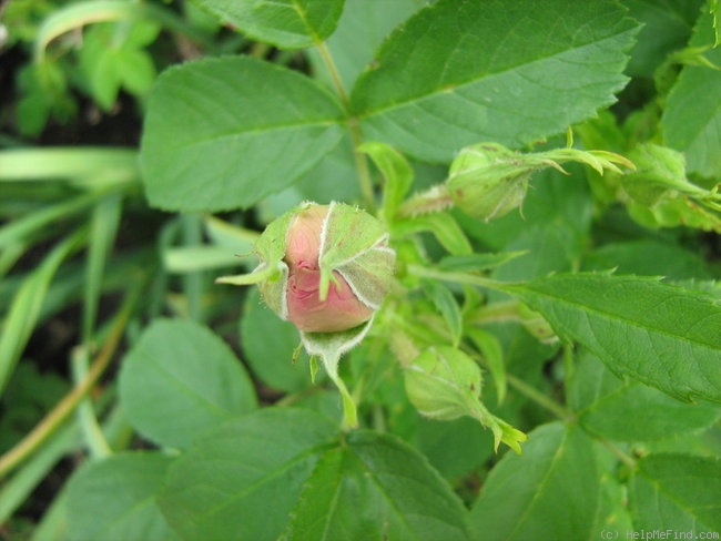 'Carlos Perpetual' rose photo