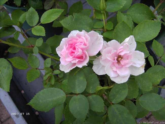 'Catweazle' rose photo