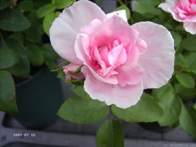 'Catweazle' rose photo