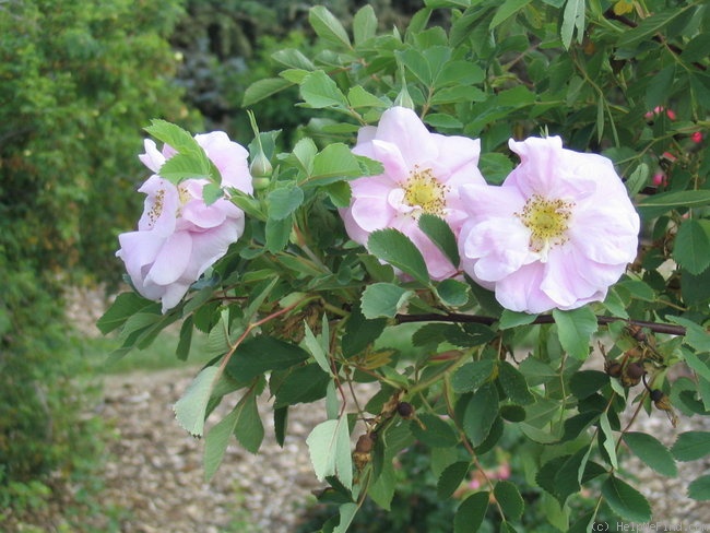 'Helen Bland' rose photo