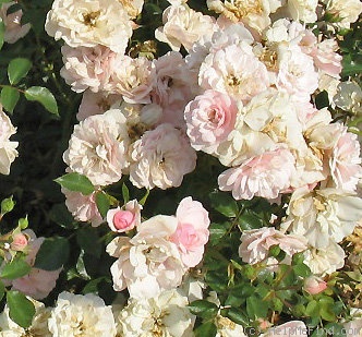 'AN 1131 B' rose photo