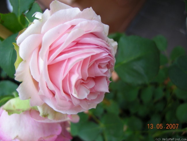'First Lady® (florists' rose, Tantau, 2005)' rose photo