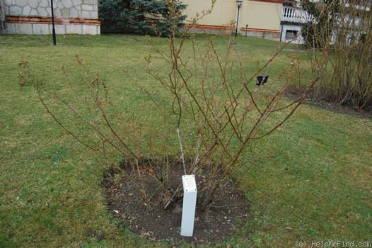 'Geschwinds Schönste' rose photo