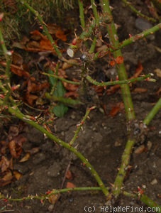 'Erlkönig' rose photo