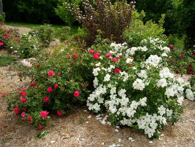 'The Heritage Rose Garden'  photo