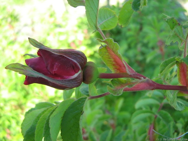 'Ross Rambler 3' rose photo