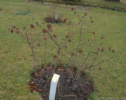 'White Perfection (hybrid rugosa, Auten, 1931)' rose photo