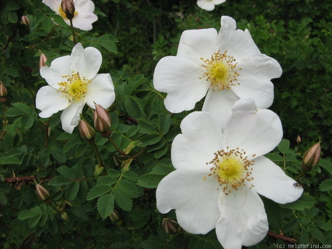 'Ross Rambler 4' rose photo